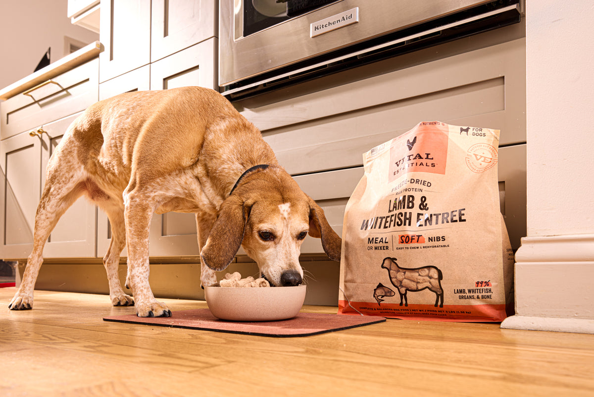 Vital Essentials freeze dried grain-free raw diet lamb and whitefish soft nibs formulated for easy chewing and natural gut health.