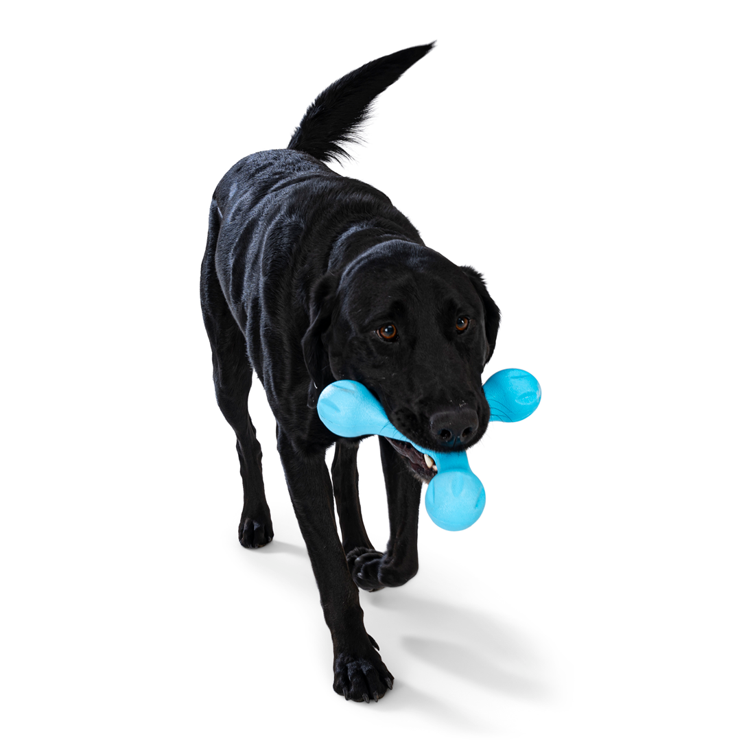 Toss and Fetch Dog toy, Zogoflex Echo Skamp (New Colours)