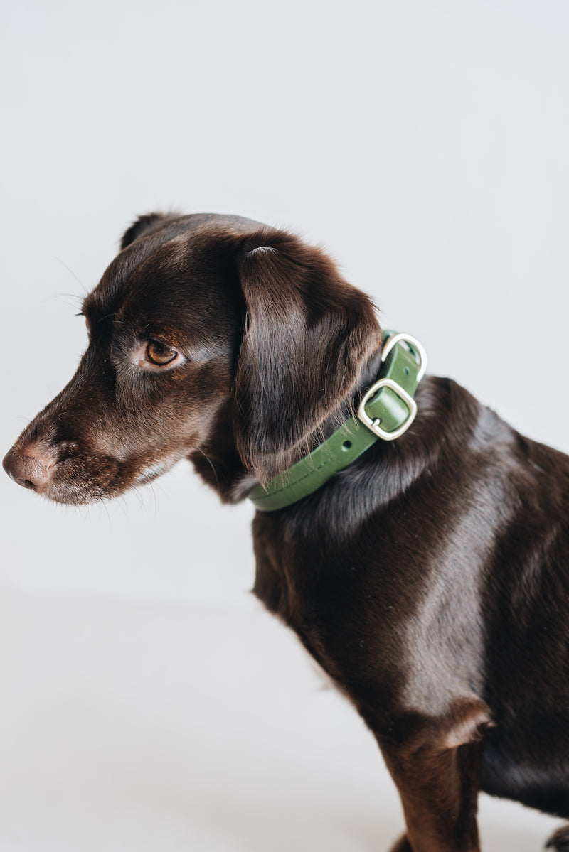Band&Roll Fir Leather Dog Collar Ginger and Bear