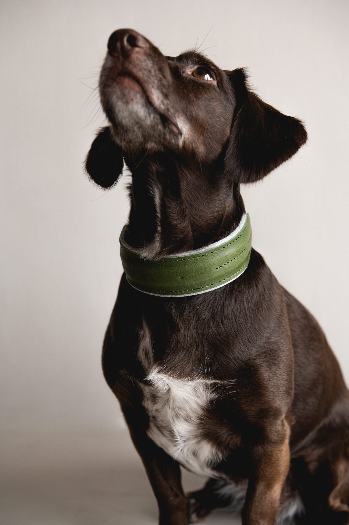 Pine Leather Dog Collar