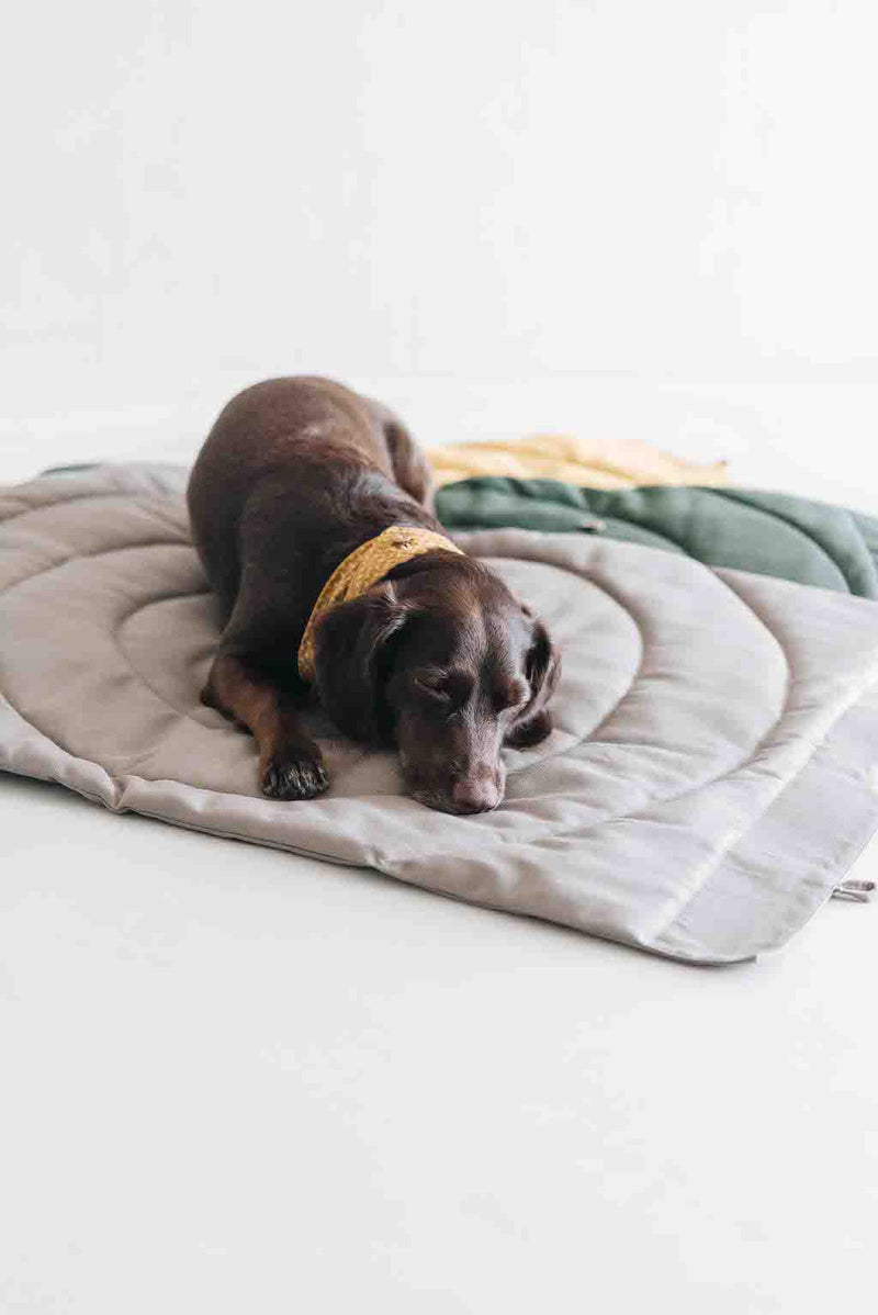 Compass Travel Dog Blanket
