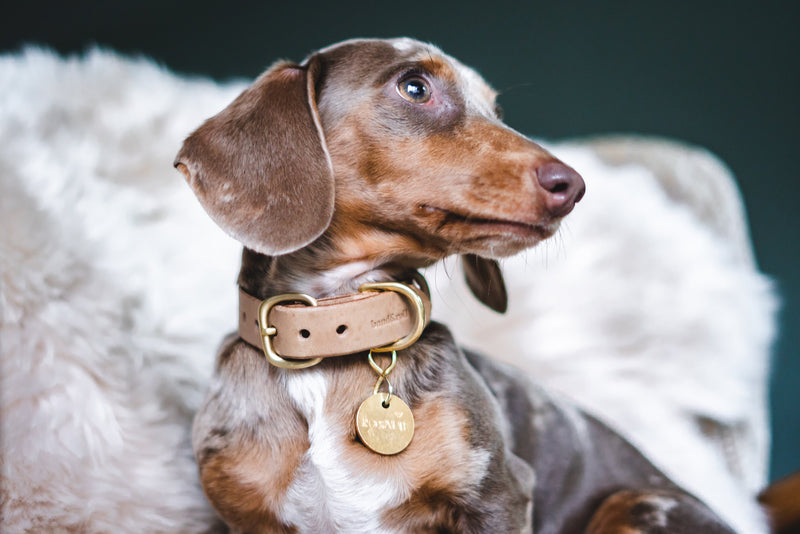 Band&Roll Fir Leather Dog Collar Ginger and Bear