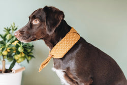 Tori Bandana for Dogs and Cats