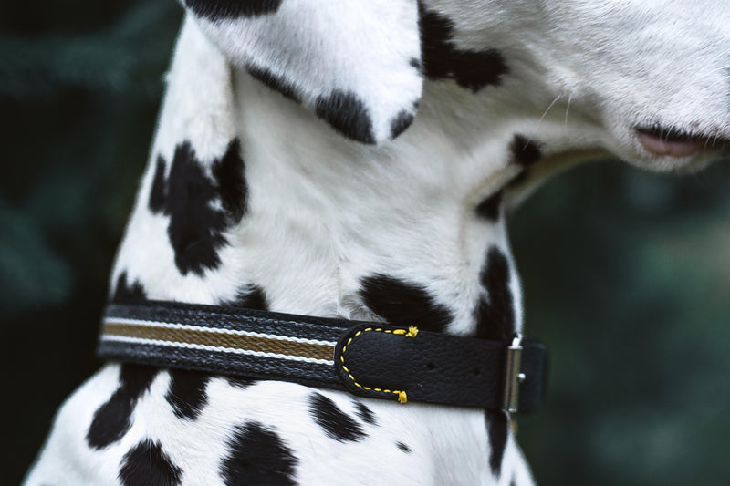 Dog Collar: Reforce Navy