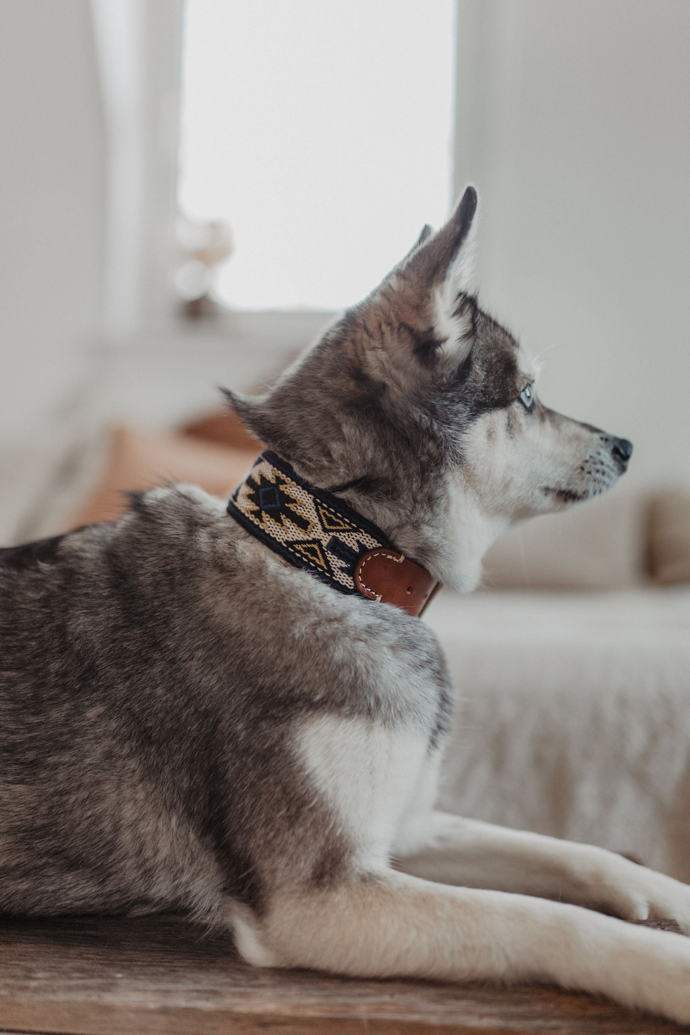 Dog Collar: Peyote Azul