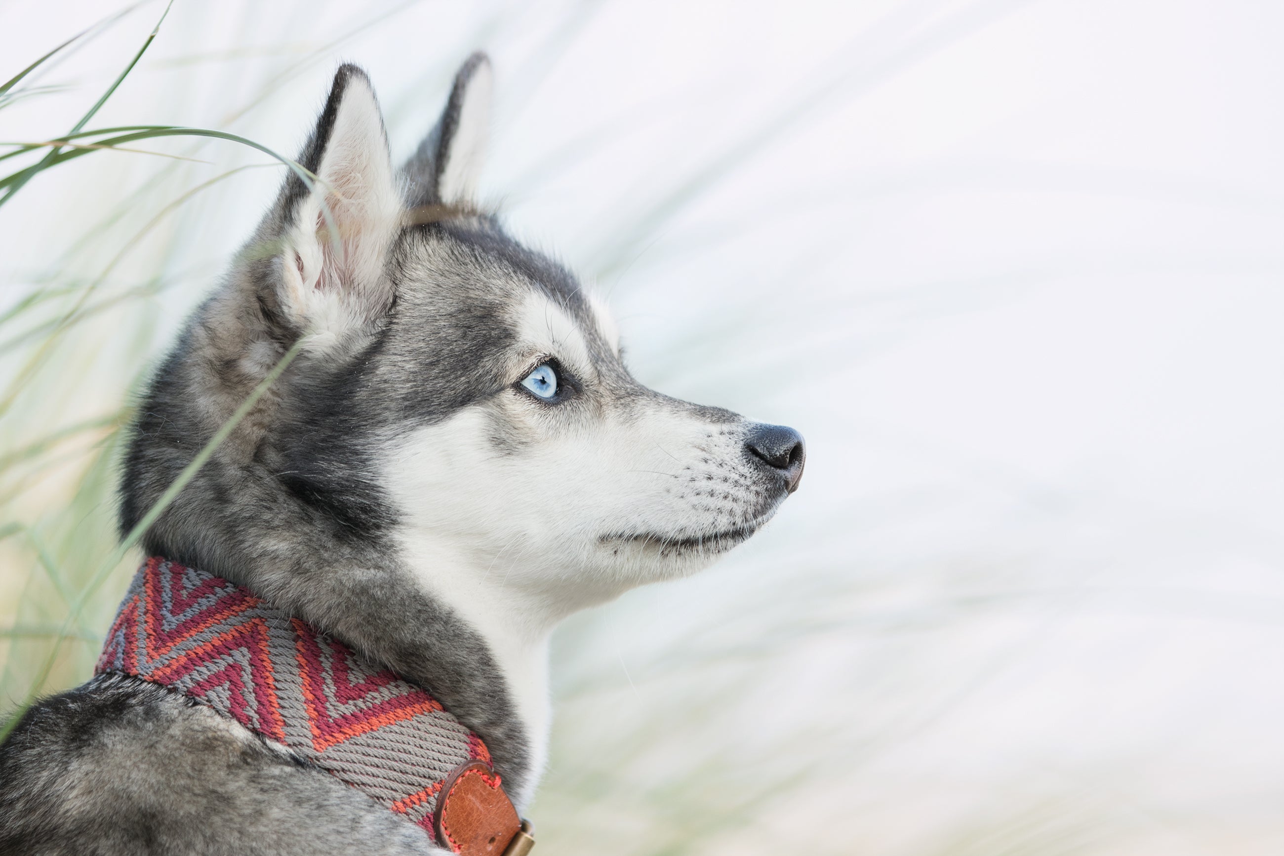 Dog Collar: Peruvian Pikes