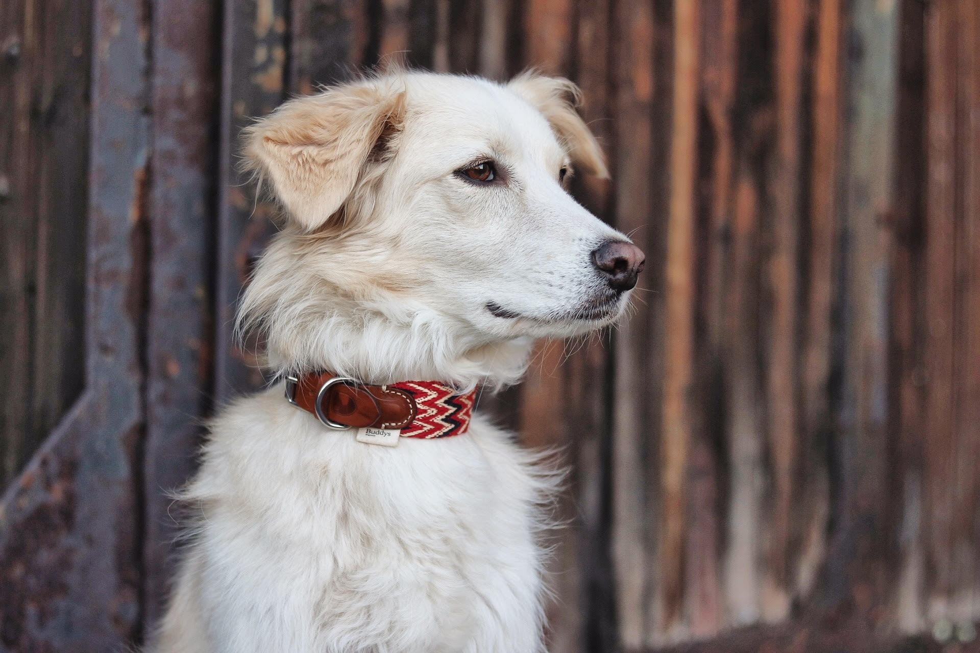 Dog Collar: Peruvian Red