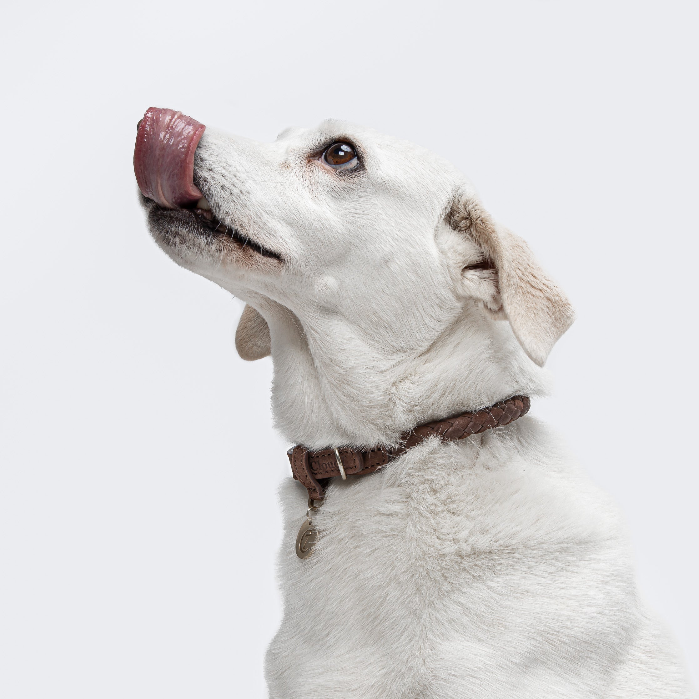 Cloud7 Dog Collar Braid Leather Ravello Hazel