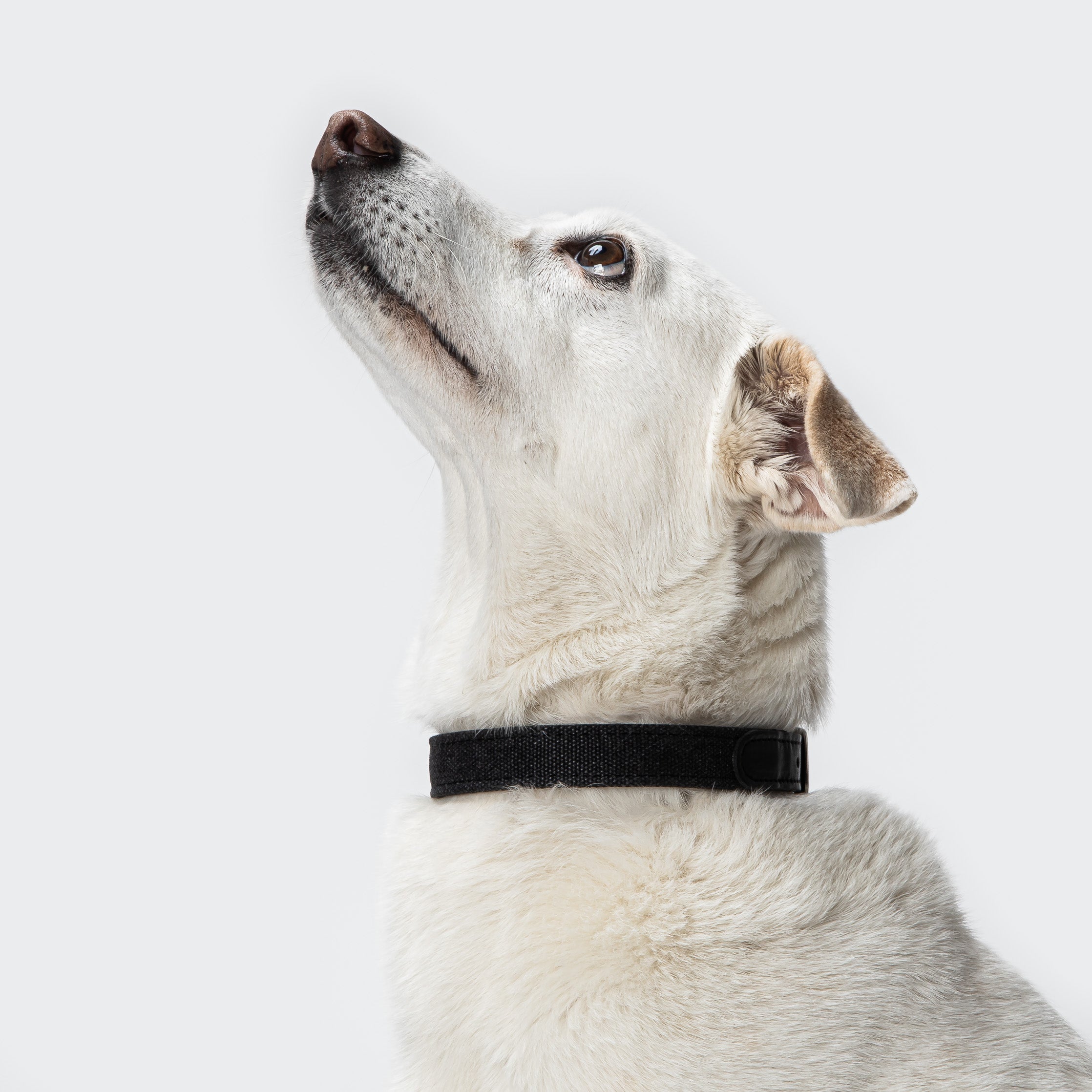 Cloud7: Tivoli Dog Collar in Canvas Leather, Black