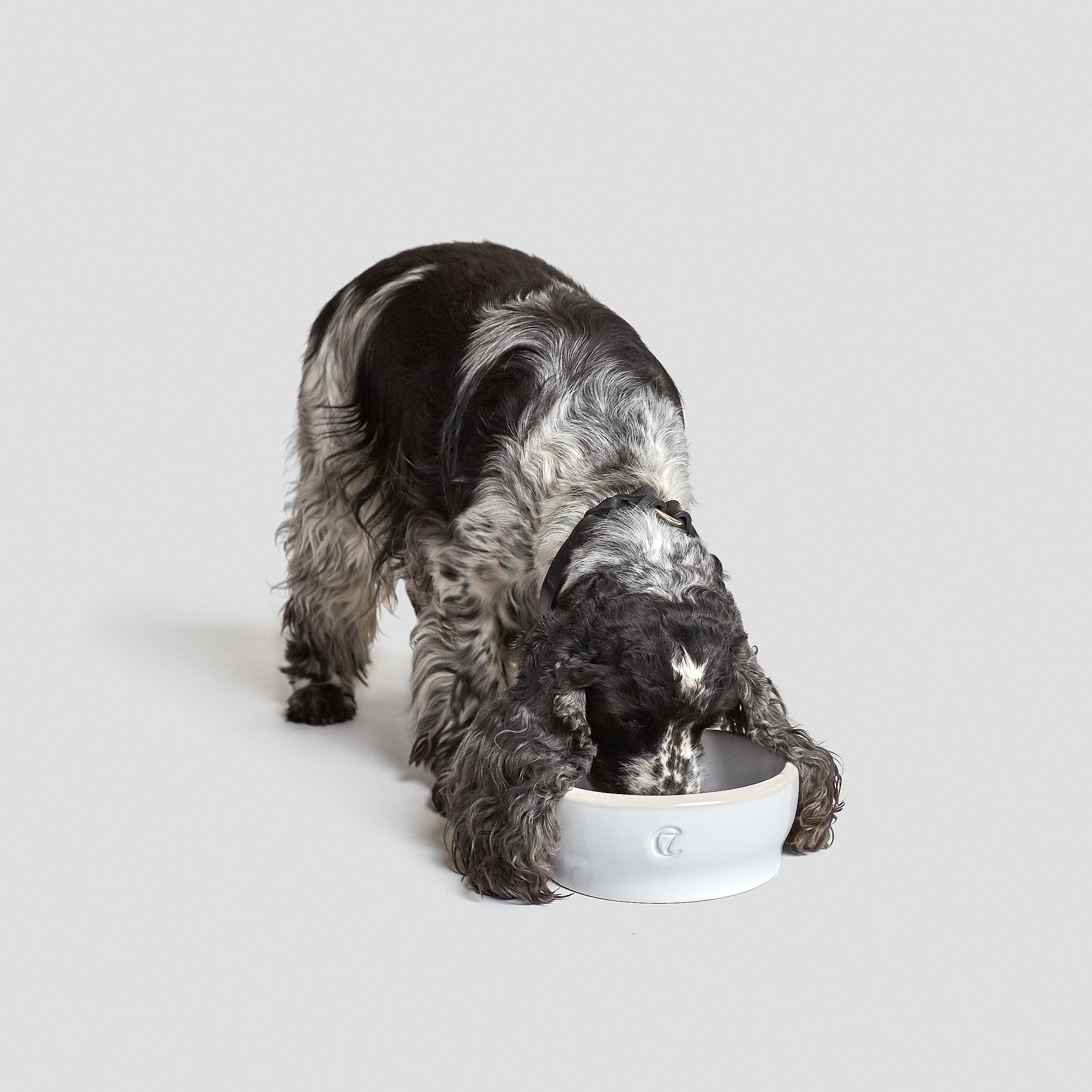 Cloud7 Jamie Dog Food and Water Bowl, White