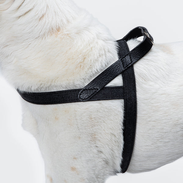 Cloud7: Tivoli Dog Harness in Canvas Leather, Black