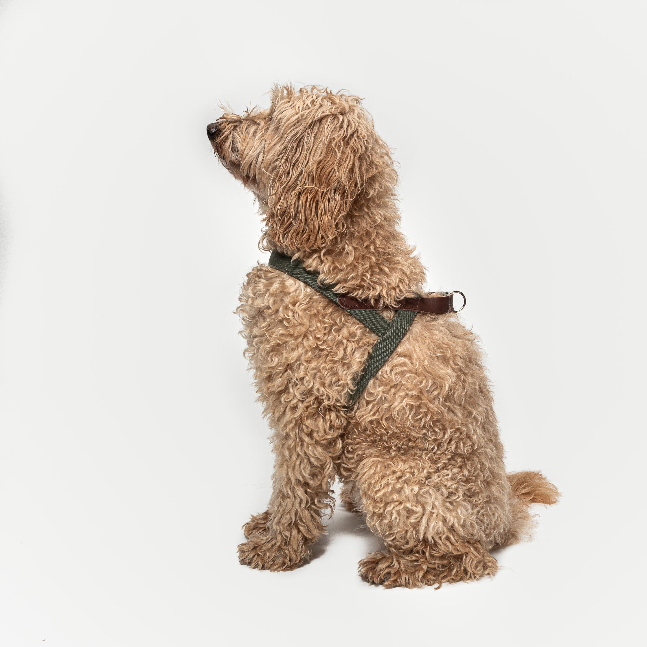 Cloud7: Tivoli Dog Harness in Canvas Leather, Olive