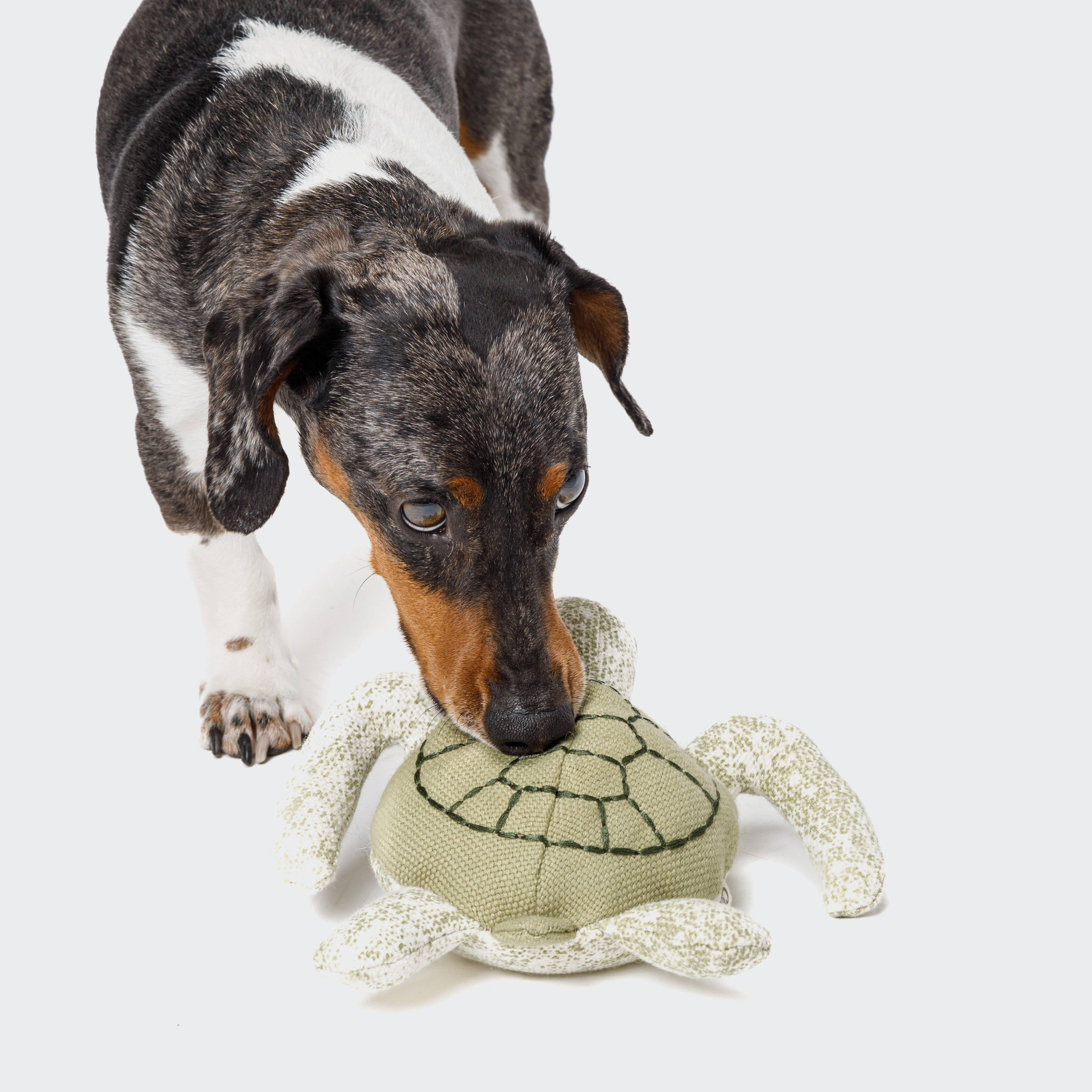 Cloud7 Dog Toy, Enna the Turtle