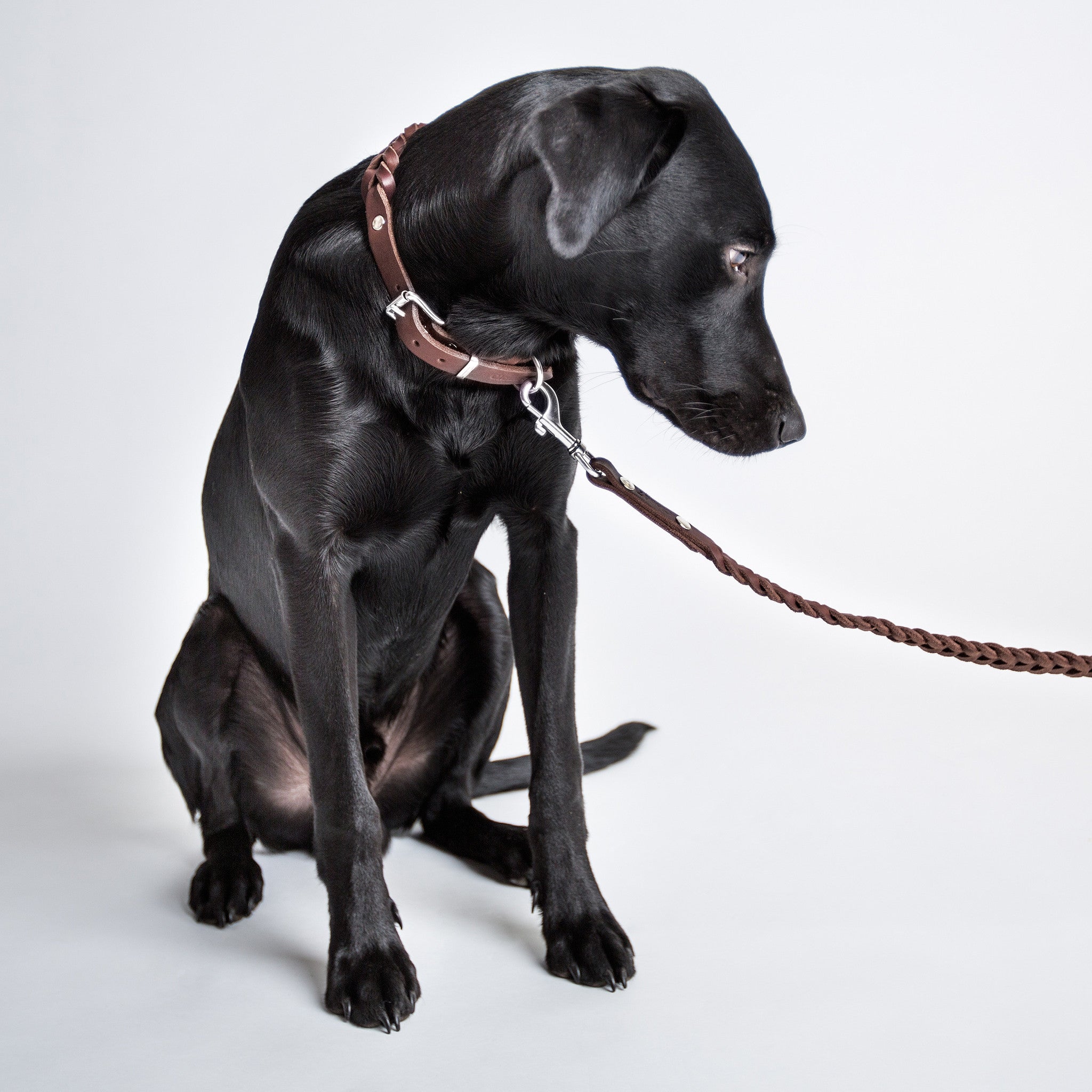 Cloud 7 dog collar store