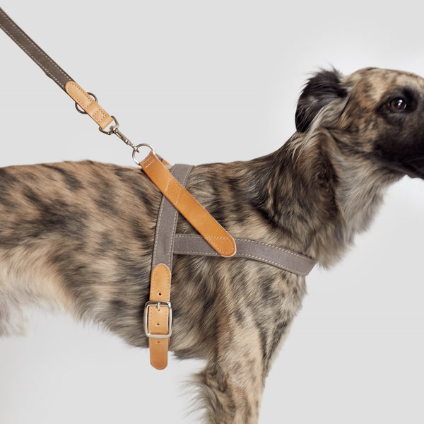 Cloud7: Tivoli Dog Harness in Canvas Leather, Greige
