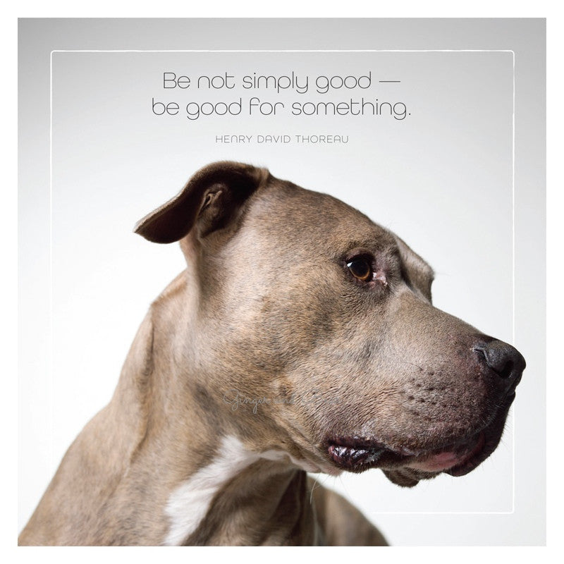 Famous Barks: Pitbull Be Good For Something