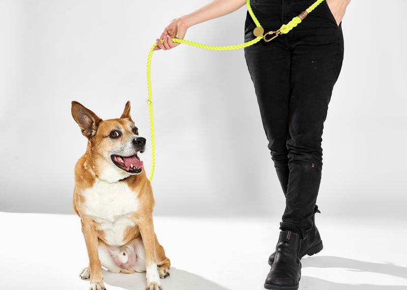 Adjustable Rope Leash Neon Yellow Ginger and Bear
