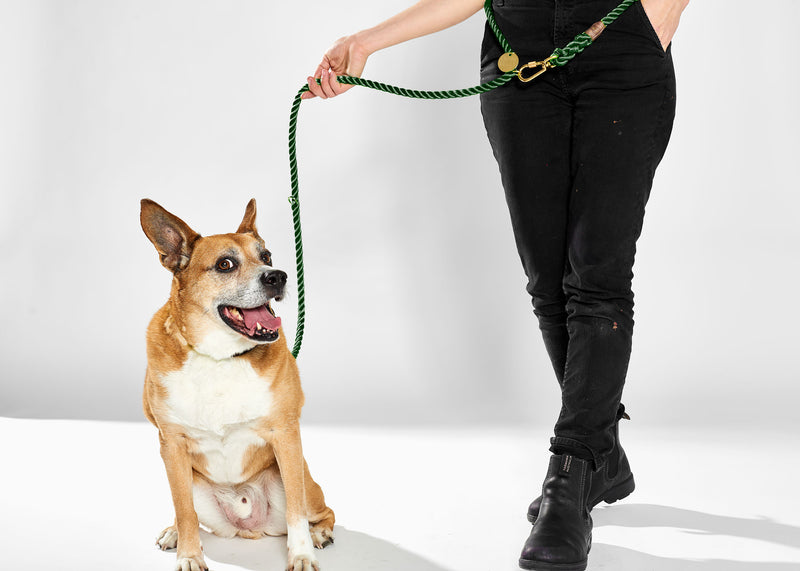 Found My Animal Nylon Rope leash Hunter Green for Dogs