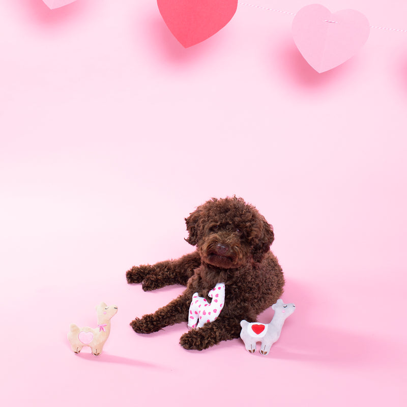 Mini Valentine Llamas, Dog Squeaky Plush toy
