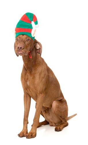 Elf Hat for Dogs and Cats