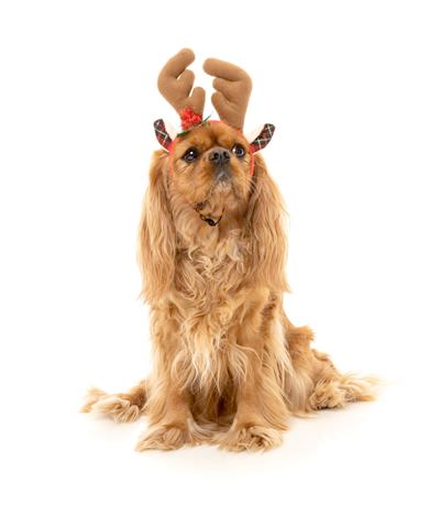 Holiday Reindeer Antlers Headband for Dogs and Cats