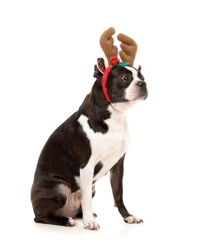 Holiday Reindeer Antlers Headband for Dogs and Cats