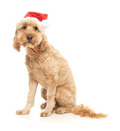 Santa Hat for Dogs and Cats