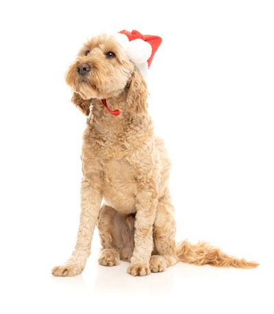 Santa Hat for Dogs and Cats