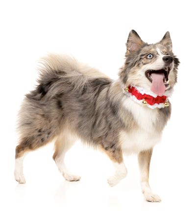 Jingle Bells Collar for Dogs and Cats