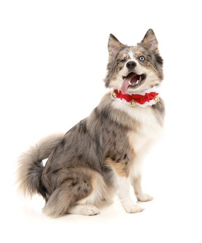 Jingle Bells Collar for Dogs and Cats