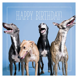 Happy Birthday: Greyhound Gang Happy Birthday