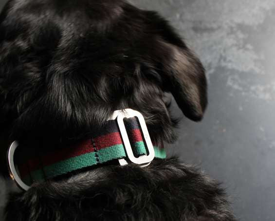 Dog Collar: Weave Fabric