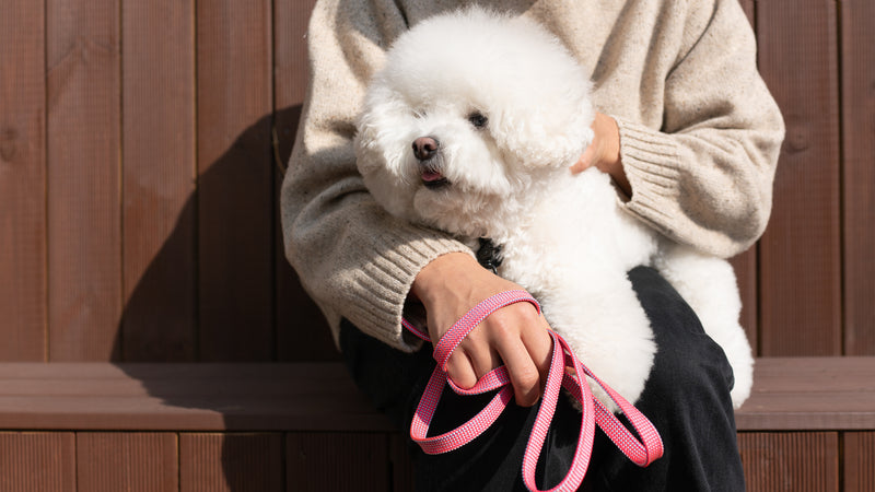 We are Tight: Ribbon Dog Leash, Flamingo