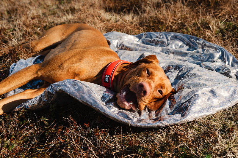 Hurtta Outdoor Dog Sleeping Bag: Outback Dreamer Eco