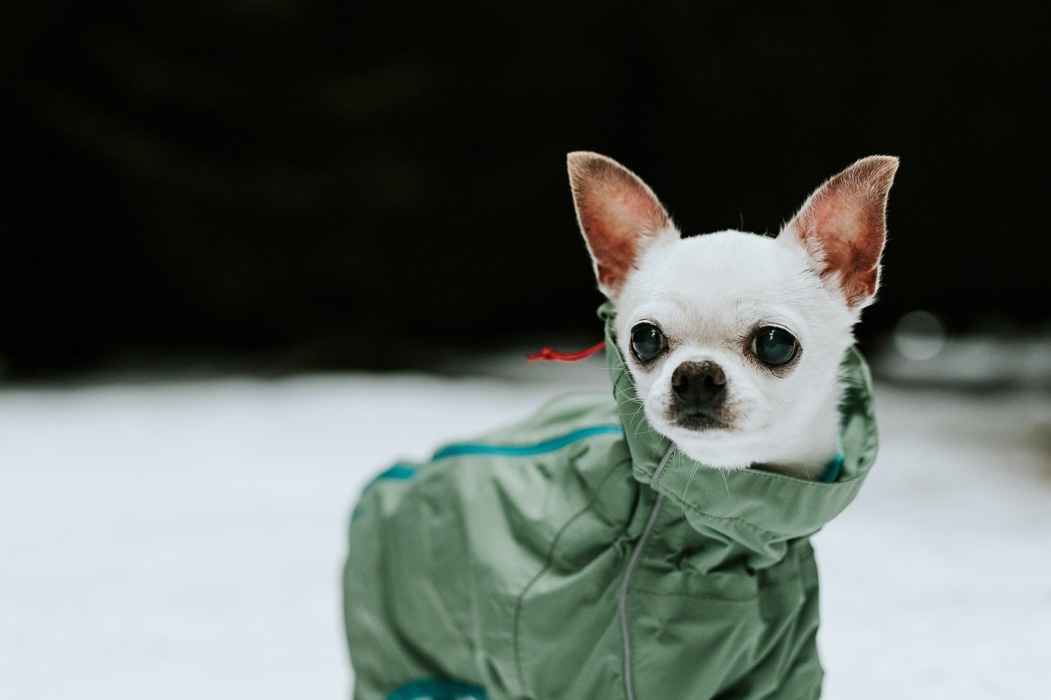 Hurtta Dog Raincoat: Rain Blocker Eco