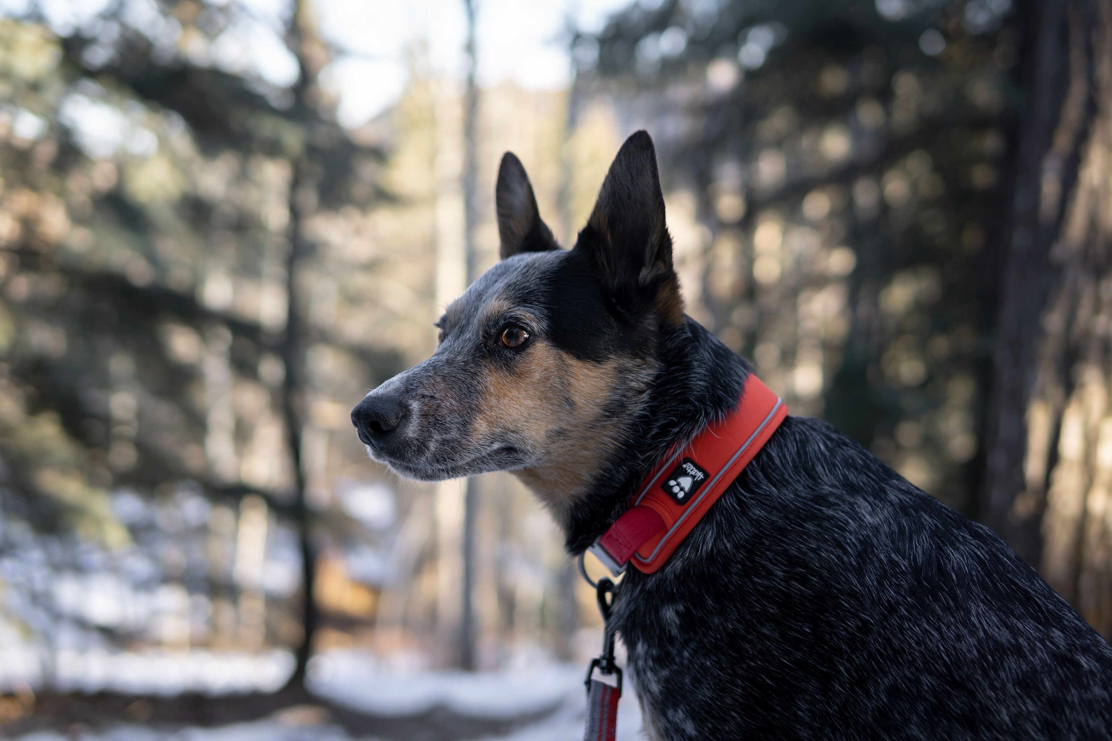 Warriors dog collar hotsell