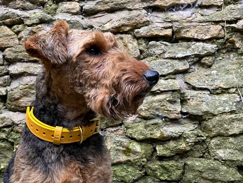 LISH Coopers Lemon Yellow Italian Leather Dog Collar