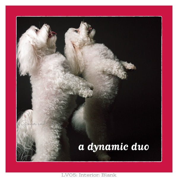 Love: Dynamic Duo Maltese Love
