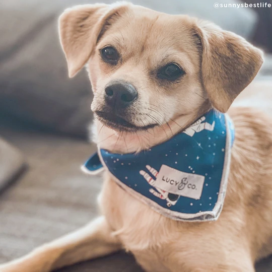 The Aquarius Bandana Small
