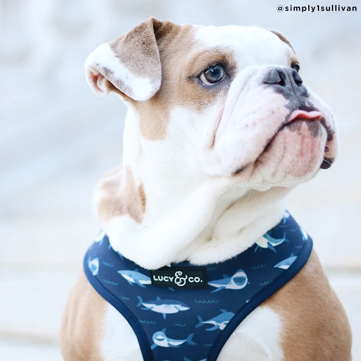 Lucy&Co Reversible Dog Harness: Shark Attack
