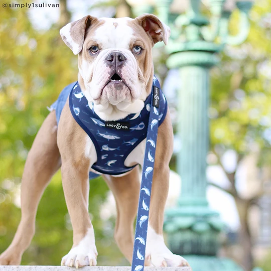 Lucy&Co Dog Leash: Shark Attack