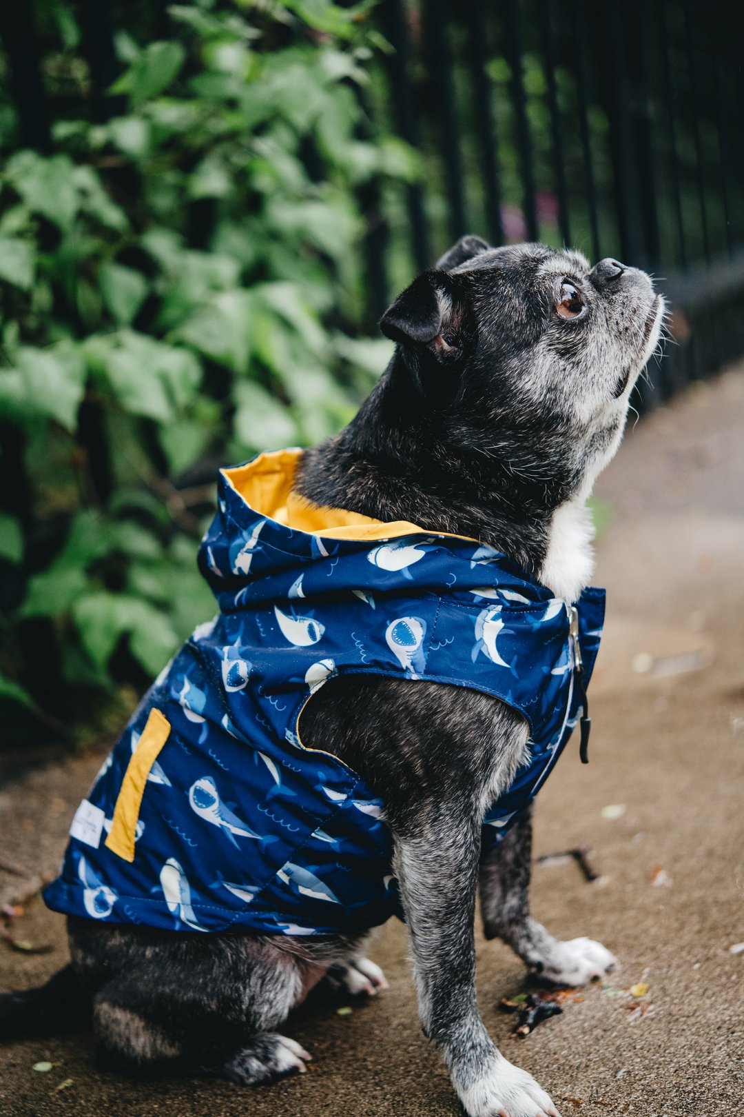 Lucy&Co Reversible Raincoat for Dogs, Shark Attack