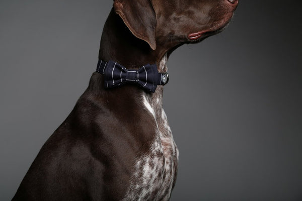 MaxBone Benjamin Dog Bow Tie