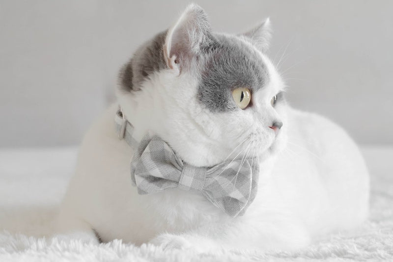 MaxBone Chloe Cat Bow Tie
