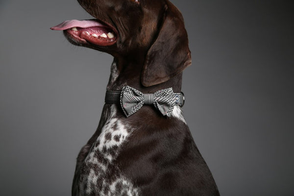 MaxBone Ethan Dog Bow Tie