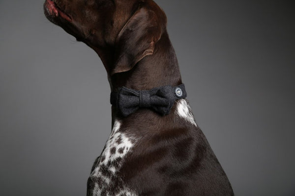 MaxBone Gustav Dog Bow Tie