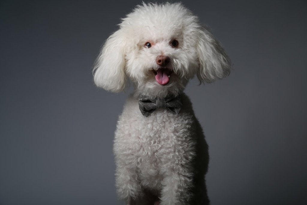 Max bone dog 2025