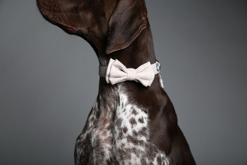 MaxBone Wilhelmina Dog Bow Tie