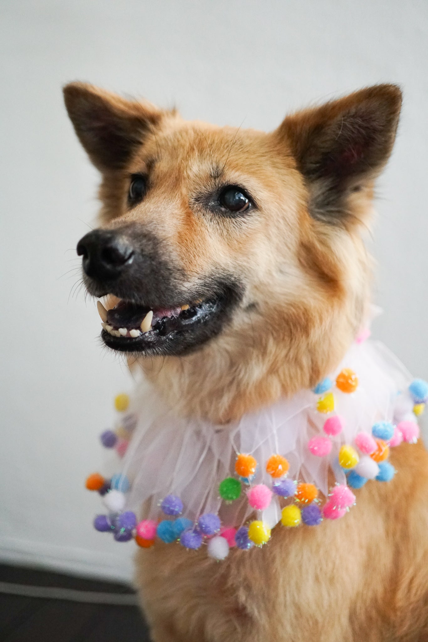 Fun Dog Neckwear, Birthday Smoocher