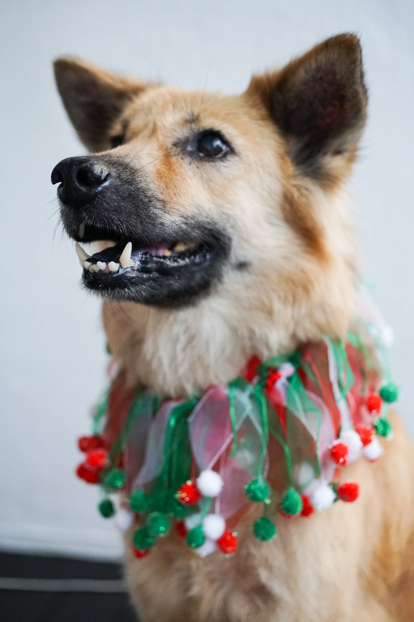 Fun Dog Neckwear, Christmas Fuzzy Wuzzy Smoocher